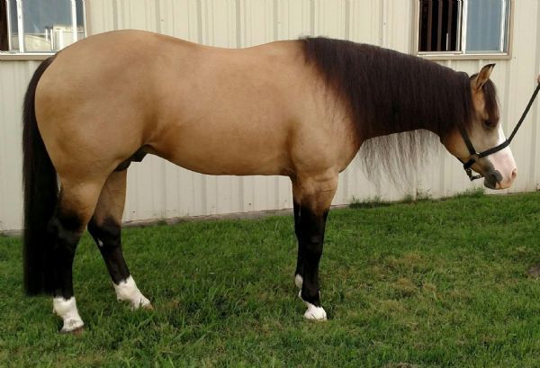 Vanlandingham Reining Horses